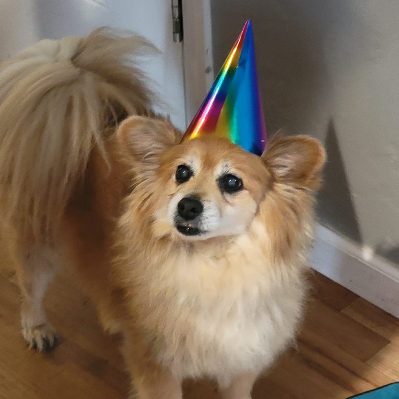 A cheerful dog wearing a colorful party hat sits on the floor, ready to celebrate with joy and excitement