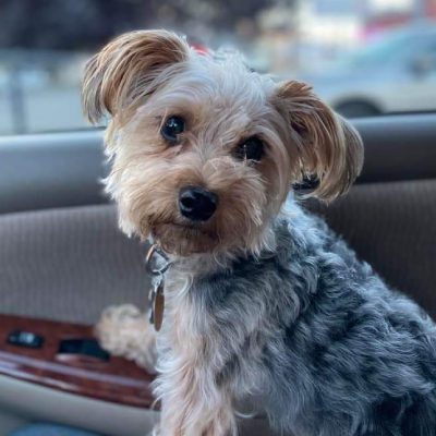 A small dog comfortably seated in the driver's seat of a car, looking out the window with curiosity